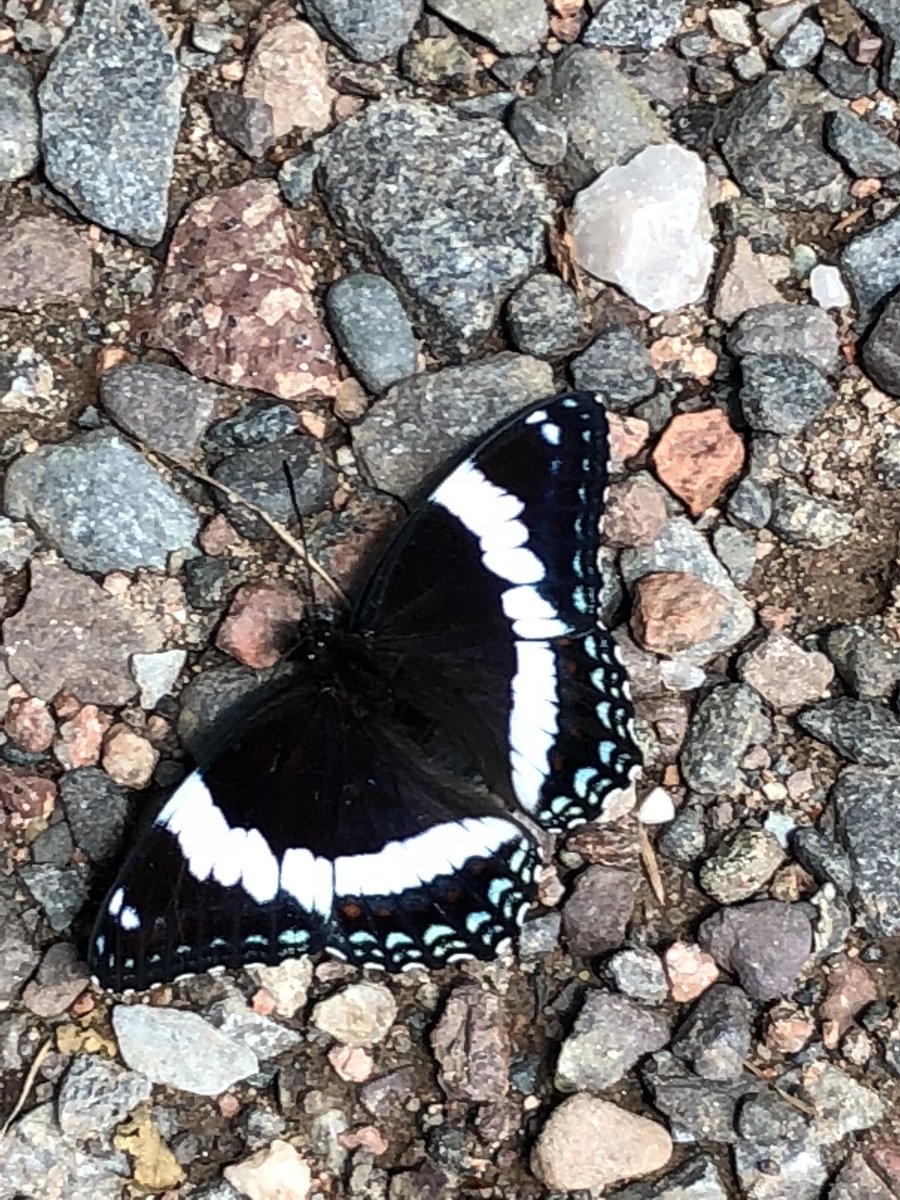 gsabrinus's tweet photo. Happy #NIW2018! Although the #underc2018 class has moved on to #ForestWeek, there have been many lepidopterans sighted today. @ndfieldecology https://t.co/cT82UVV3By