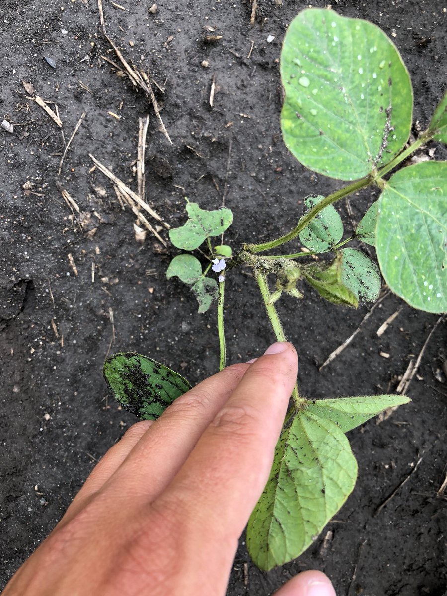 adeppe86's tweet photo. Seen my first flower today walking around in the mud! Never seen one before June 20th, and most don’t come until closer to the 25th here. #AgTwitter https://t.co/LY2EqsDzyX