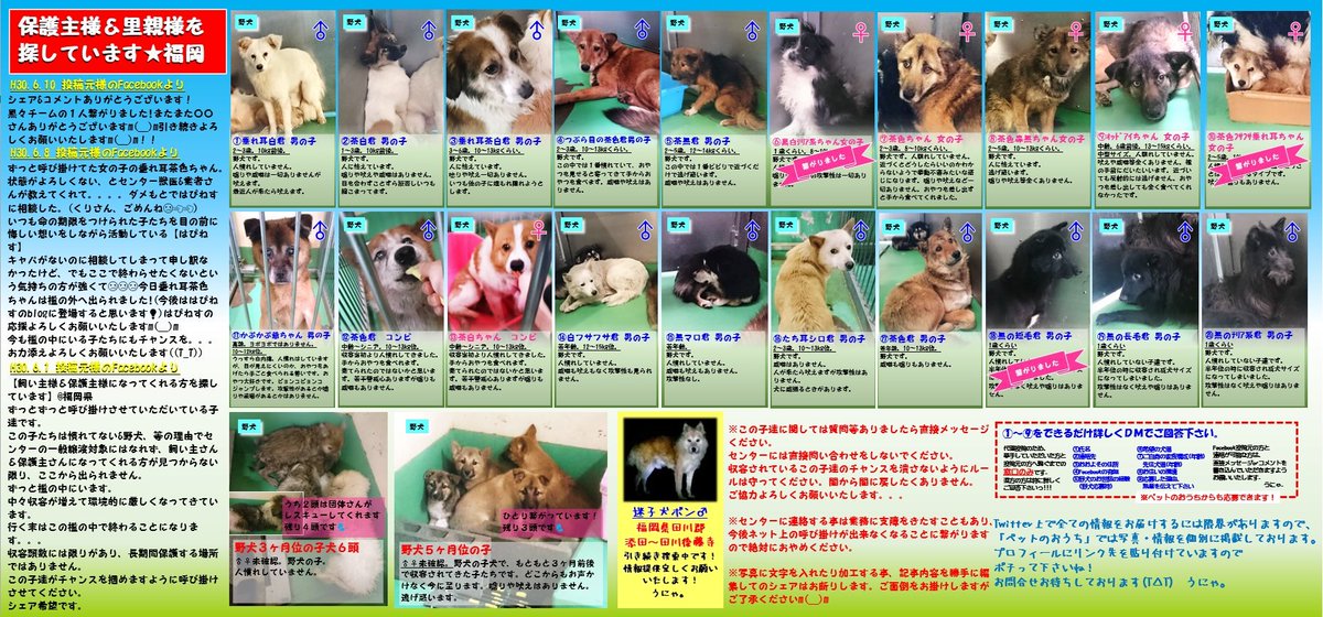 ran_momo_chan's tweet photo. 6.19画像更新しました💦
🏠が見つからなければココから出られずに終わってしまう命😭繋ぎたい命😭
保健所への☎厳禁‼問合せ等はボラさんを通して下さい。ペットのおうちhttps://t.co/vhXj2q461u個別掲載中❗野犬のトリセツhttps://t.co/XrfylsqBFE　#福岡　#野犬　#迷子 https://t.co/PywP52G04M