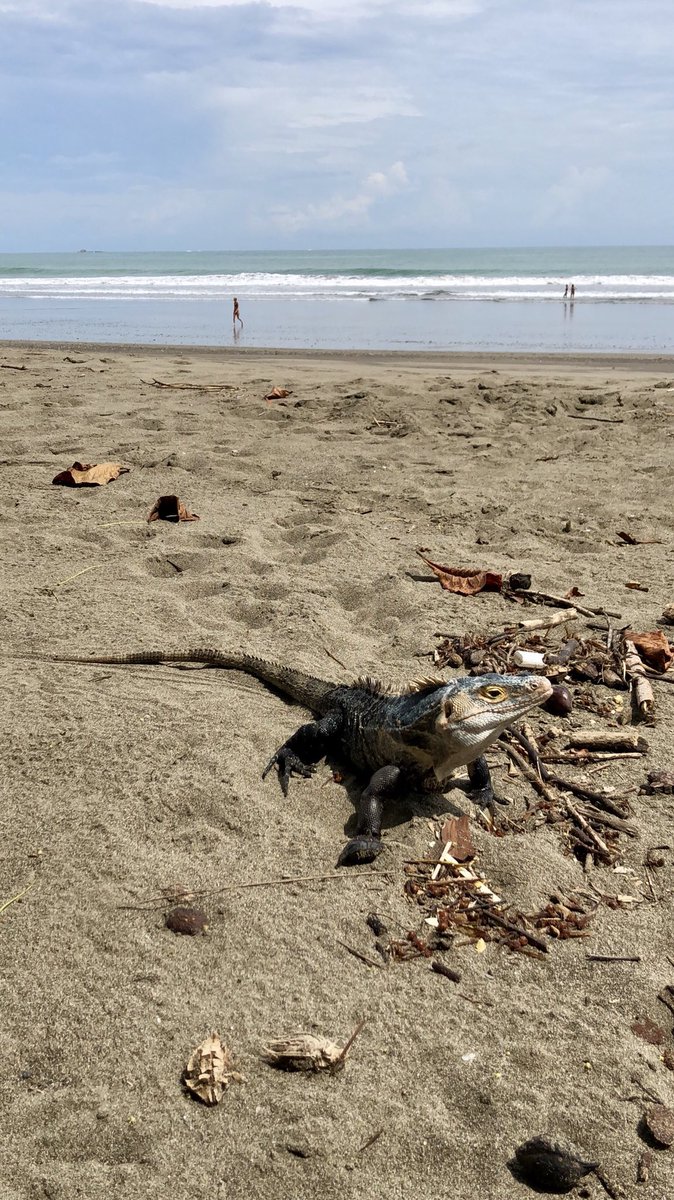 keylorcv's tweet photo. #Dominical #CostaRica #PuraVida #NatureChaser #BeachLover #TropicalForest 🏝🇨🇷 https://t.co/n8749Dd9EE