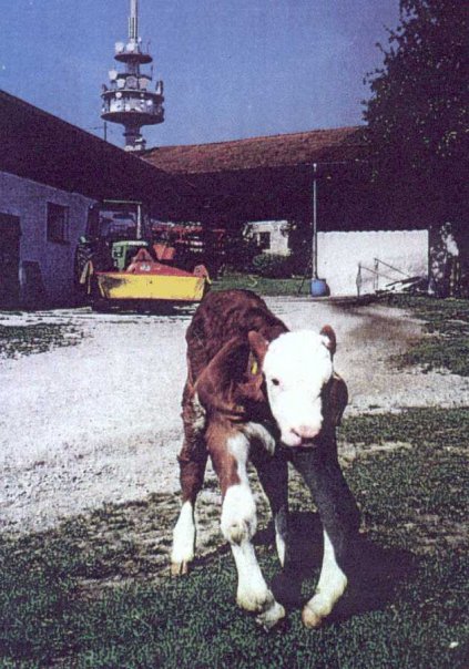 DianneKnight's tweet photo. 'Crippled Calf and Electromagnetic Radiation (EMR)' July 21, 2009 @IBEW @Teamsters #Wireless #5G #GHz #RFRadiation #EMF #RadioFrequency #Towers #cellphone #radiation #bioeffects #Health #hazard #HumanRights #humanity #anticorruption #CrimesAgainstHumanity https://t.co/uu5Irr7Tll https://t.co/Vr8CxQhr2f