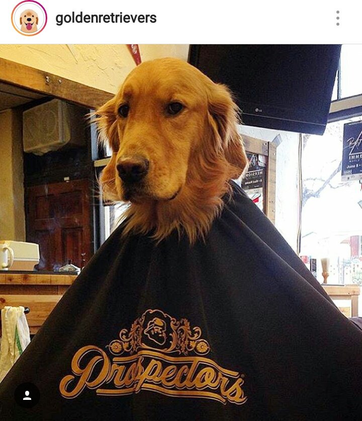 lexi_osd's tweet photo. I found Jared π #Puppylecki πΆ https://t.co/wZAjw9w9Iy