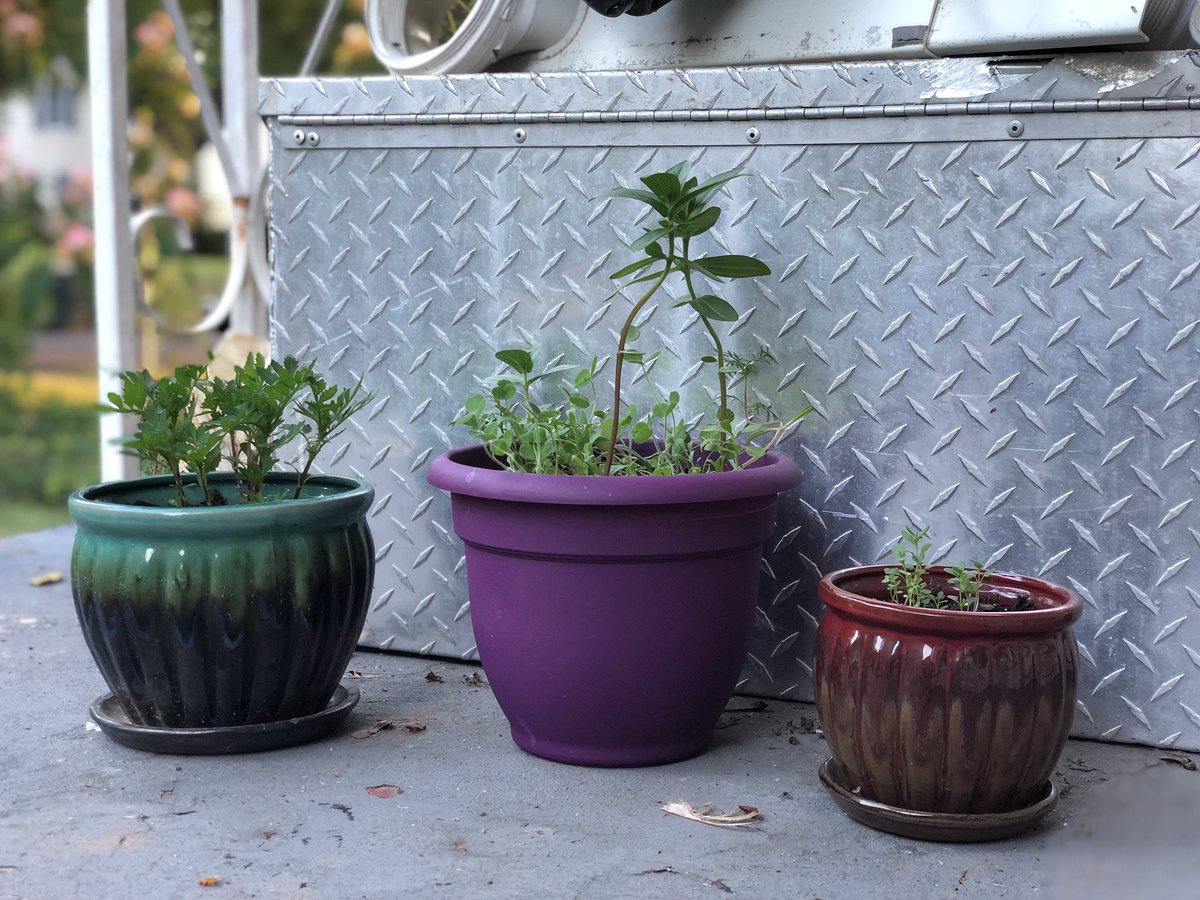 The babies are growing! 😍🌺🌼🌱
#BabyLavender #BabyPlants #Marigolds #ButterflyPlant