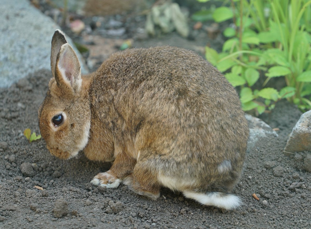 マルヤマン 円山動物園 公式 いい天気ですね 本日 カイウサギが こども動物園からカンガルー館にひっこししました おのおのに ヒョコヒョコ モグモグ グーグー フムフム と過ごしています 写真は ネザーランドドワーフというカイウサギです