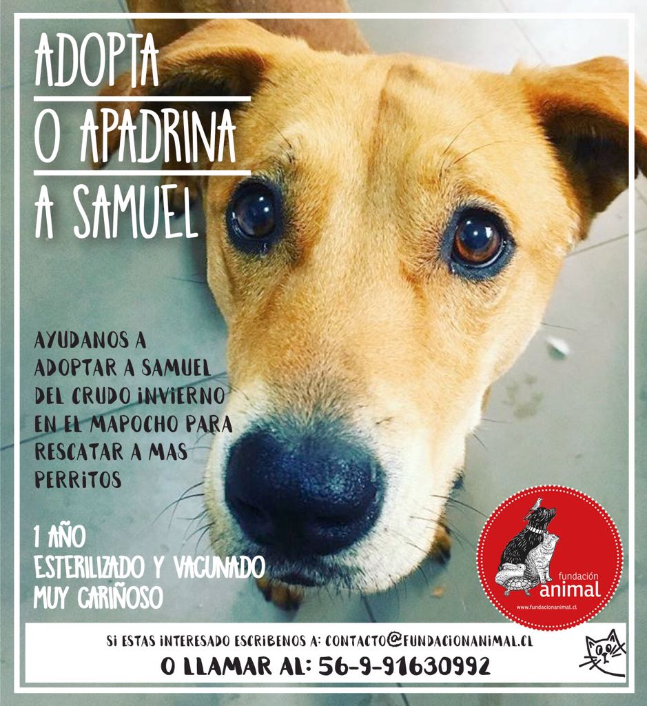 Sita Marce (@chilena9772) on Twitter photo Su mirada solo pide ayuda, un hogar definitivo que lo acoja y lo quiera como uno más de su familia 🙏🙏🙏🏠🏠🏠🐾🐾
#AdoptaASamuel
O sino apadrinalo??
#Santiago
RT <a href="/felipeprohens/">Felipe Prohens</a>
@digjazz
<a href="/KathySalosny/">Kathy Salosny</a> @SantiPintoArchi <a href="/santiagoadopta/">@santiagoadopta</a> <a href="/demarylouise/">María Luisa</a> <a href="/Evelyn_Torres_h/">Eve Torres 🇨🇱</a> Su mirada solo pide ayuda, un hogar definitivo que lo acoja y lo quiera como uno más de su familia 🙏🙏🙏🏠🏠🏠🐾🐾
#AdoptaASamuel
O sino apadrinalo??
#Santiago
RT <a href="/felipeprohens/">Felipe Prohens</a>
@digjazz
<a href="/KathySalosny/">Kathy Salosny</a> @SantiPintoArchi <a href="/santiagoadopta/">@santiagoadopta</a> <a href="/demarylouise/">María Luisa</a> <a href="/Evelyn_Torres_h/">Eve Torres 🇨🇱</a>