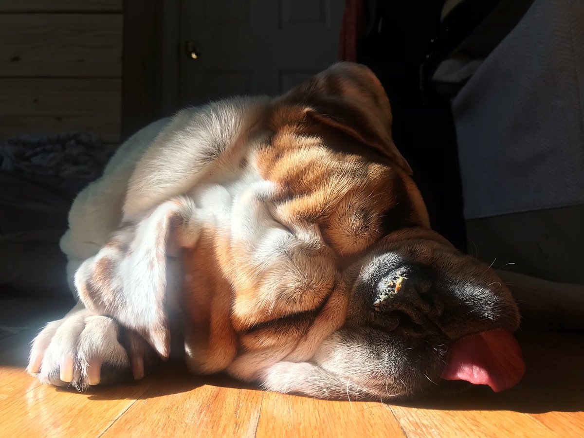 missjackieee's tweet photo. MONDAY MOOD. #LifeWithGoose https://t.co/rZCqDmfZSv