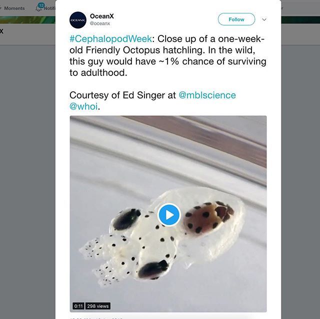 EdsingerLab's tweet photo. OceanX is posting some of our videos on Twitter for #cephalopodweek !

Friendly octopus hatchling is up - and Peter’s imaging of squid hatchling brains - cleared and labeled with dyes - is in the works!

Our original videos are on Vimeo - … https://t.co/hVCGytUqU0 https://t.co/I7zoiFuW5g