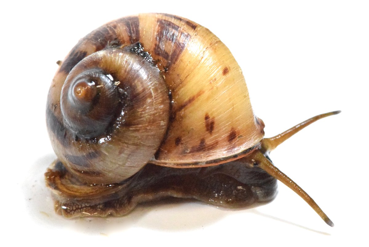 竜洋昆虫自然観察公園 En Twitter オキナワヤマタニシ 元気に活動中 昨年はなかなか飼育がうまくいかなかったオキナワヤマタニシですが 今年はいい感じです 動いている日と動いていない日の差がとても激しいですが タイミングがよければケース内を動き回ってます