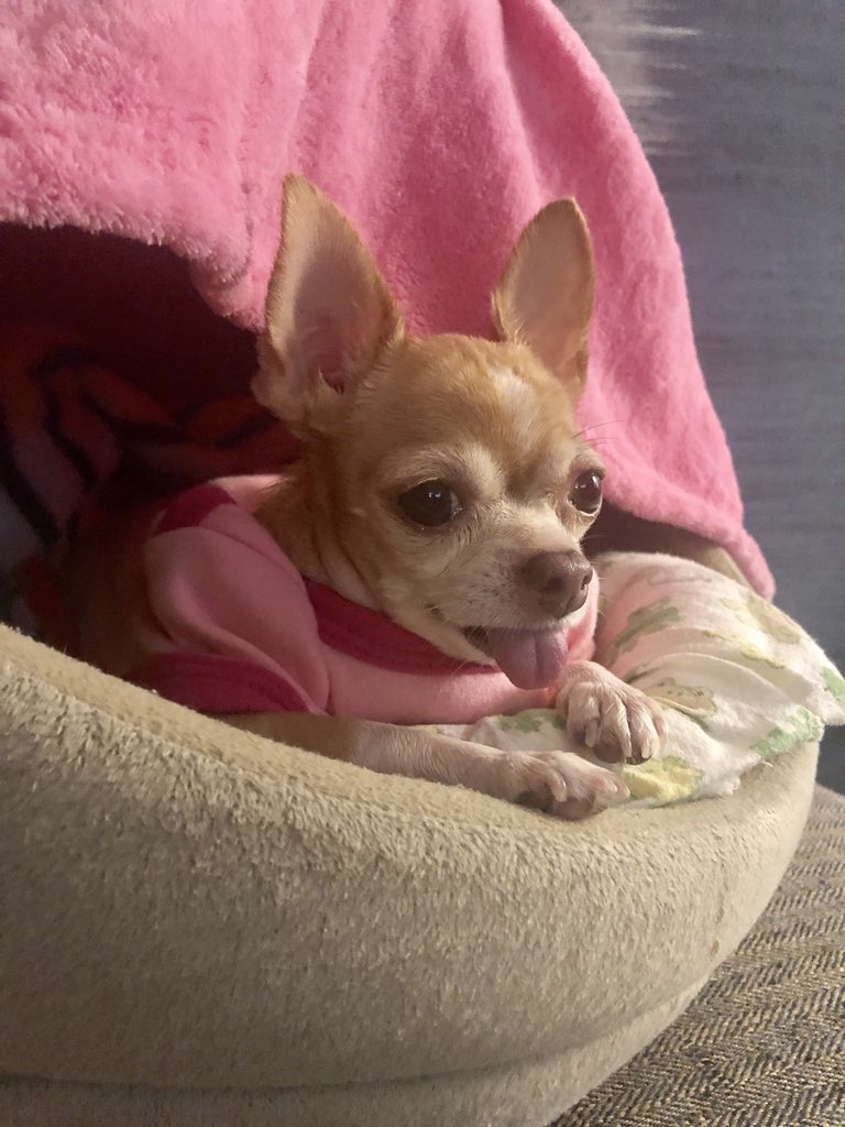 MamacitaDM's tweet photo. Ready to go sleep! 😴 https://t.co/rOeUyCmxUh