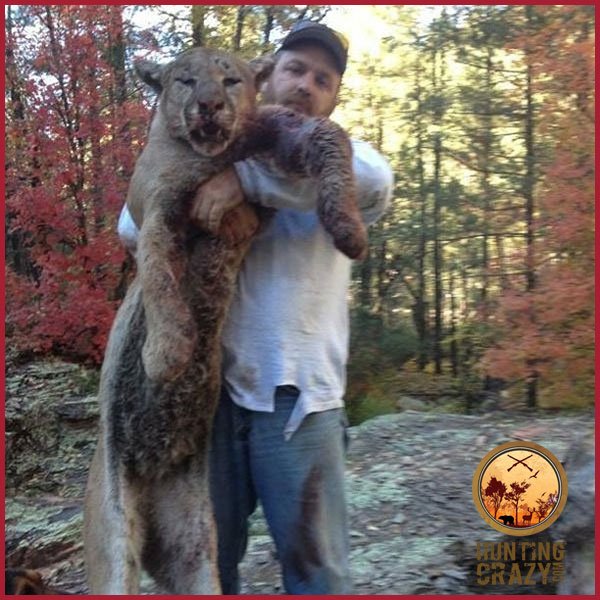 HuntingCrazycom's tweet photo. Check this awesome Arizona Mountain Lion out! Thank you @azboomwelder for sending this awesome Trophy! 
We Love Trophies! Send us your trophy pics!
#itsalifestyle #crazyabouttheoutdoors #huntingcrazy #hunt #hunter #huntress #outdoors #bowhunting #bow #rifles #biggame https://t.co/eMM5k5zAtc