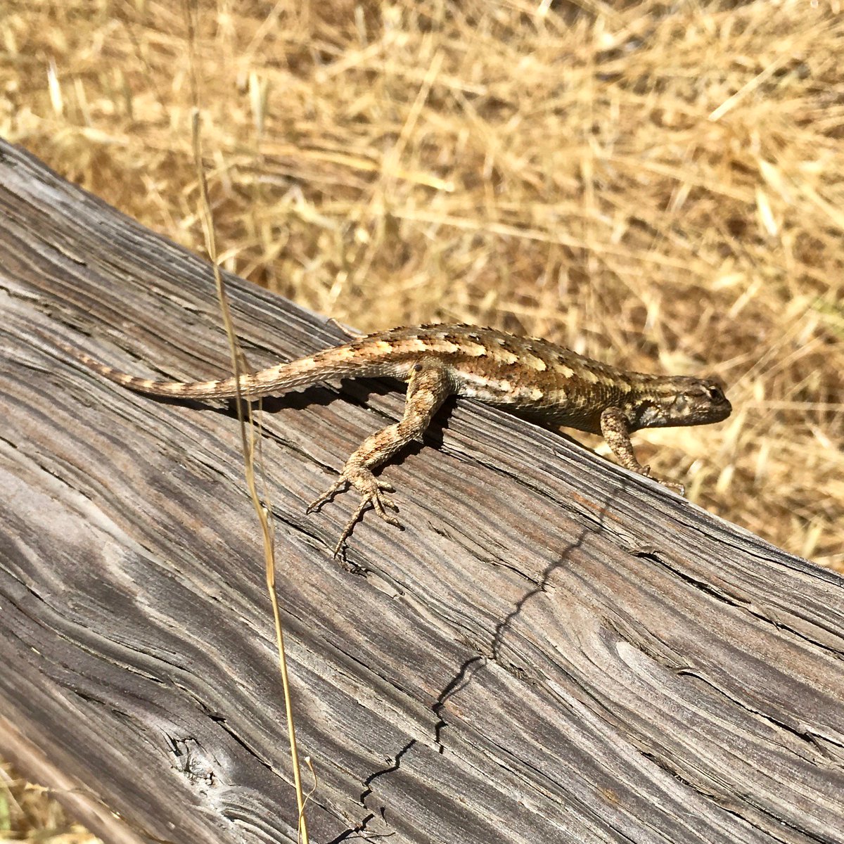 dannymangin's tweet photo. Fence lizard gave me exactly one second for a close-up, then it was off to the races. I cover Marin County for @BinduTrips. Check out my itineraries here: https://t.co/deXuuuR9kF #visitmarin #hikemarin #bindumarin https://t.co/QQiompn5k3