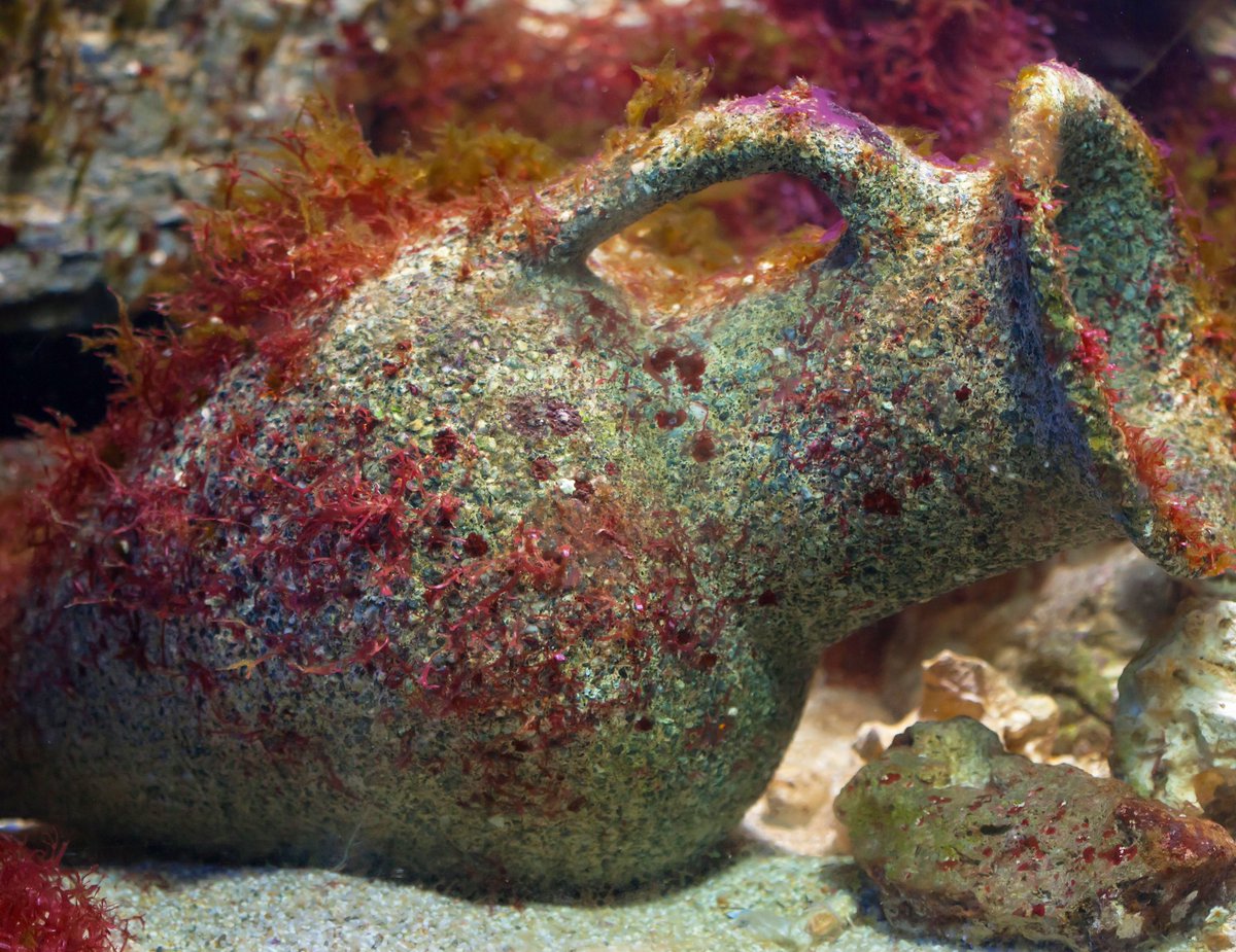 DiveSite_'s tweet photo. A whole bunch of Italian #divesites have just been loaded!! #Italy has lovely #coral, along with plenty of #underwater #amphora from #Roman times!
#Europe #getdivesite #marineconservation #scubadiving #scuba #diving #dive #oceanlife #bucketlist #freedive #wanderlust #backpacker https://t.co/qS09PfTXuv