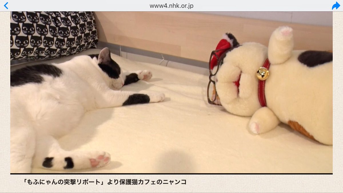 Cat S Inn Tokyo على تويتر お知らせ 6 21 木 22 25放送のnhk総合 もふもふモフモフ に 里親研修ができる保護猫カフェとしてキャッツインが登場します T Co Ywfkhztqoy 5月に3日かけて撮影があったのですが サテどんな風に映っているのか お楽しみ Cat S Inn Tokyo على تويتر お知らせ 6 21 木 22 25放送のnhk総合 もふもふモフモフ に 里親研修ができる保護猫カフェとしてキャッツインが登場します T Co Ywfkhztqoy 5月に3日かけて撮影があったのですが サテどんな風に映っているのか お楽しみ