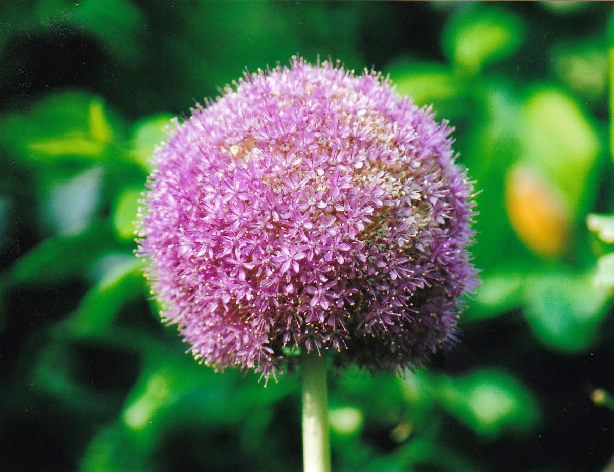 トコハナロジー アリウム 星形の小さな花が集った大きな丸い花姿 ポンポンのような可愛らしさと スラリと伸びる格好良さを感じます 花言葉 くじけない心 正しい主張 優しい トコハナロジー アリウム 星形の小さな花が集った大きな丸い花姿 ポンポンのような可愛らしさと スラリと伸びる格好良さを感じます 花言葉 くじけない心 正しい主張 優しい