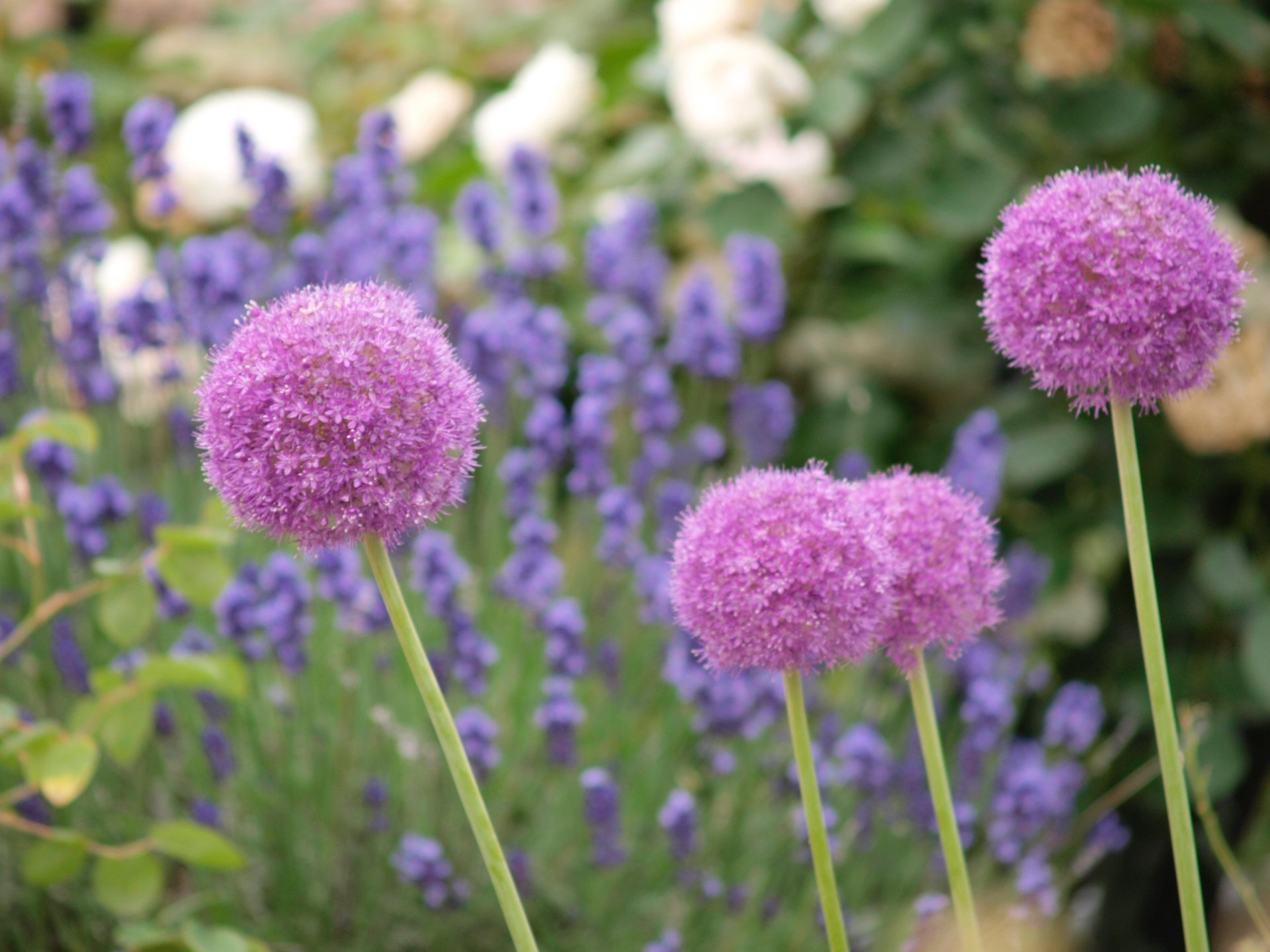 トコハナロジー アリウム 星形の小さな花が集った大きな丸い花姿 ポンポンのような可愛らしさと スラリと伸びる格好良さを感じます 花言葉 くじけない心 正しい主張 優しい T Co Kxqxpazceb Twitter