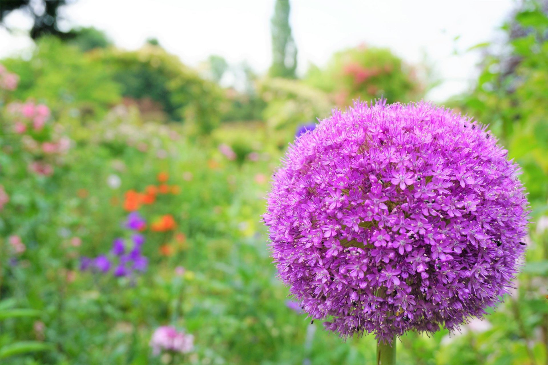 トコハナロジー アリウム 星形の小さな花が集った大きな丸い花姿 ポンポンのような可愛らしさと スラリと伸びる格好良さを感じます 花言葉 くじけない心 正しい主張 優しい