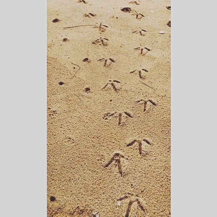 MH_Concepts's tweet photo. Beach mornings and Peacock feet #cocotangalla #tangalle #wheretostayintanglle #boutiquehotelstangalle #tangalleboutiquehotels #tangallebeachhotel #tangallebeachvillas #srilanka https://t.co/zoGsNq7zj5