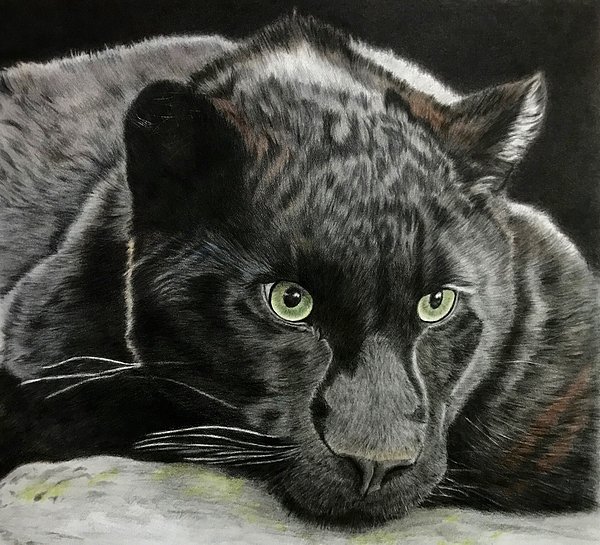 McAdamations's tweet photo. New artwork for sale! - "Black Jaguar" - https://t.co/lByIcKB3q8 @fineartamerica https://t.co/NUYnZ1LXhF