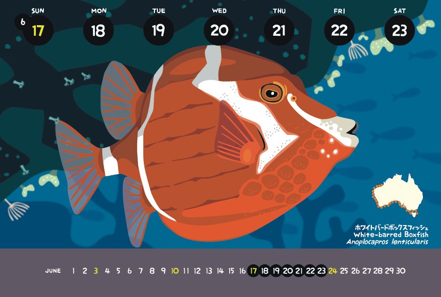 友永たろ 今週のカレンダー ホワイトバードボックスフィッシュ Anoplocapros Lenticularis T Co Cjdf0krmfx
