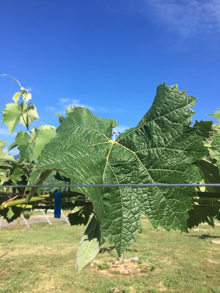 GrapeNagano's tweet photo. こんにちは😃 今日はいい天気ですね https://t.co/brS8vh5I3r