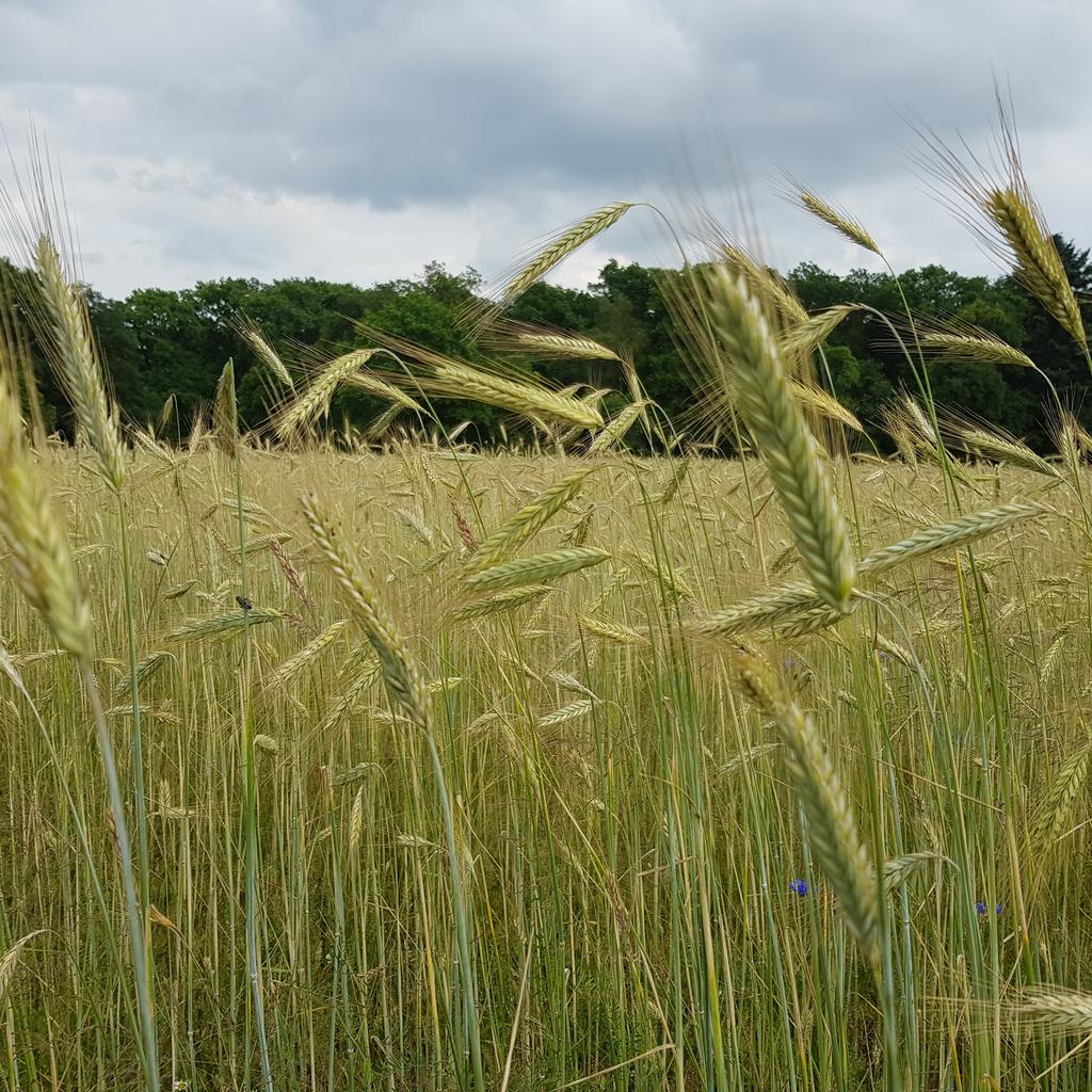 Be gentle like the wind swaying the wheat
Wees teder zoals de wind die het koren wiegt
#gentle #wind #wheat #naturesbeauty #nature #teder #koren #natuurlijkeschoonheid #natuur
Love Is What We Are