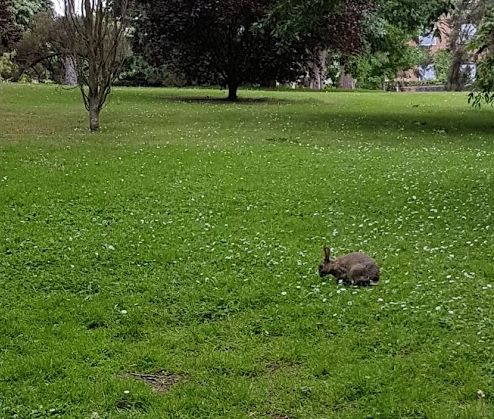 laleaver1's tweet photo. A hare!! On campus! very exciting morning out squirreling. #itsnotarabbit @CrabExeter @UniofExeter https://t.co/GqUTakxhhi