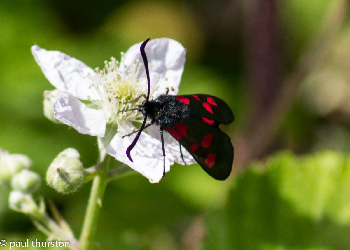 PCT63's tweet image. First Burnett moth of the year for me, at Gunton Meadow @Guntonbirds @SWTwarden