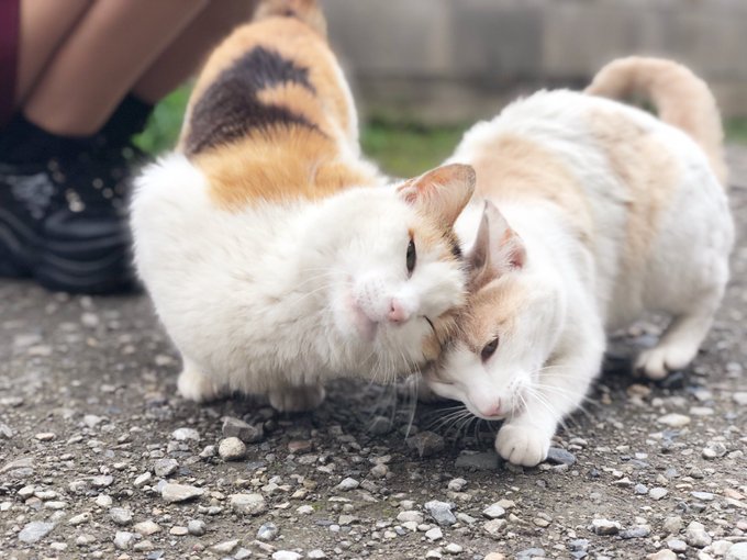 Twitterのコスプレ画像69