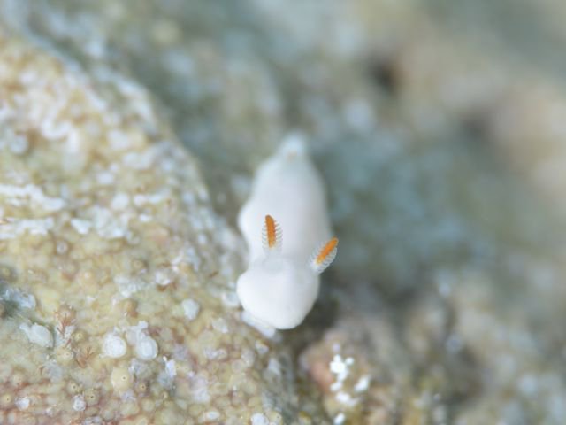 二度見するほど美しい生き物 在 Twitter 上 シロウサギウミウシ ウサギのような耳を持つウミウシ 沖縄にも生息しており その可愛らしい姿が人気です 1cm程度の大きさしかないので見つけるのは至難の業だそうです T Co Xzwrzegpyj Twitter