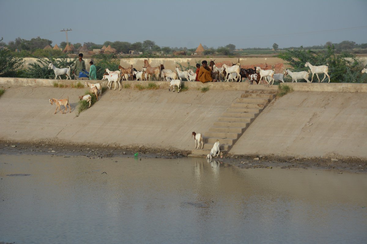 amarguriro's tweet photo. The water supply scheme for 30,000 residents of #Khahi town, #Sanghar, which is part of #NA216 from where #PPP MNA #ShaziaAttaMari was elected in 2013. The ponds get water through open drain that serves the needs of stray dogs,herds of livestock and humans
https://t.co/jfAkWVlwW4 https://t.co/gK3ZSumd5J