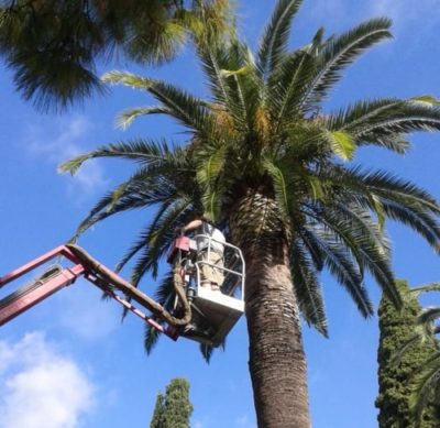 iotrees_esp's tweet photo. Nuestros sensores ya trabajan sin descanso en el Jardín Botánico @MarimurtraJardi de Barcelona. Una clara apuesta por al detección precoz del #PicudoRojo en sus palmeras

+ info: https://t.co/IXpO0zrsK2 https://t.co/0Z803KERIY