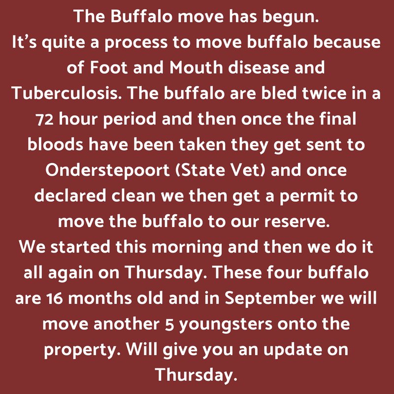 Buffalo move has begun