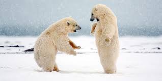 NordicCluster's tweet photo. Hnodri hopes @netflix has seen @sense8 is still trending almost all over the world and has done so since the release of the #Sense8Special. Not enough viewers? Hnodri doesn't think so. Hnodri also hopes he will meet many members of the cast at the cons to come #NetflixSaveSense8 https://t.co/toJGuuIMi5