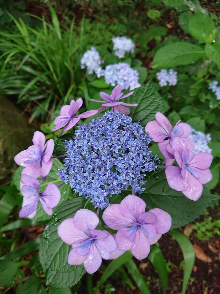 やっちゃん Twitter ನಲ ಲ ちょうど見ごろです 紫陽花 あじさい アジサイ 紫陽花寺 あじさい寺 防府 阿弥陀寺 花 梅雨 山口いいとこ 山口県観光