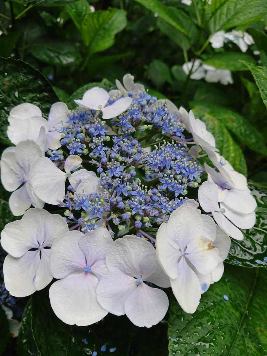 やっちゃん Twitter ನಲ ಲ ちょうど見ごろです 紫陽花 あじさい アジサイ 紫陽花寺 あじさい寺 防府 阿弥陀寺 花 梅雨 山口いいとこ 山口県観光