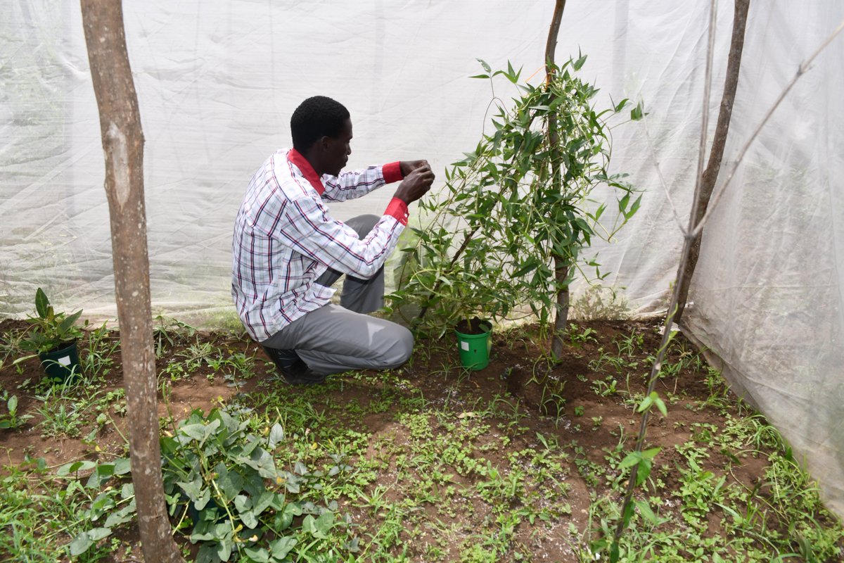 CREATES ACE TANZANIA tweet media