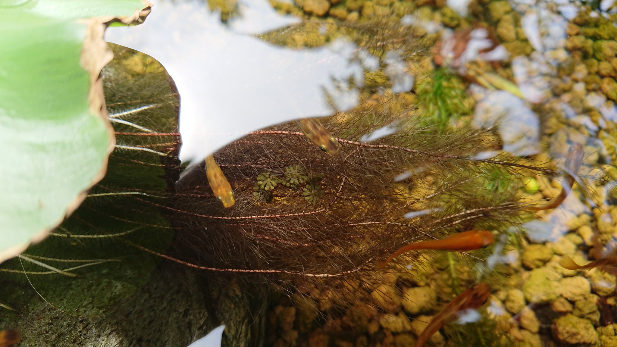 おしー 庭で飼ってるメダカの水槽に卵の様な 水草の様な不思議な物が増えてる ５年以上育ててて初めて なにこれ めだか 謎の卵 謎の水草 ビオトープ T Co Wexvivotpz Twitter