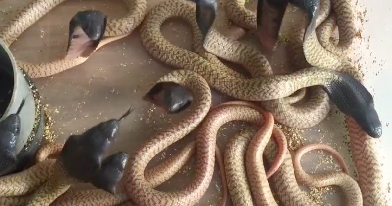 Baby Cobras Are Cute -- But They're Also Just As Terrifying (And Angry) As Adults

kidsviral.info/baby-cobras-ar…

#Amandablack #Babyanimal #Babycobra #Babyreptile #Babysnake #Cobra #Cobravideo #Life #Reptile #Snakes

Kids Viral