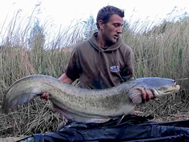 BigFishBaits's tweet photo. #Team #Member Luke Roberts with 2 of the 3 Cats he had and 2 stunning Mirrors .... It was a bit of a mare for him this particular trip but it all worked out in the end ... NEW #TestBait #Glug and #MilkOne with #Milk+Bait Additive https://t.co/4PkyWEokkF