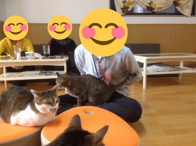 京都の人気おすすめ猫カフェ一覧 子供okで抱っこができるお店も ネコア