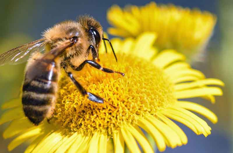 Los #InsectosPolinizadores 🐝🐞🦋 tendrán protección de la Comisión Europea, quien  ha presentado un paquete de medidas para frenar su declive en la Unión Europea que incluyen una campaña de concienciación y mejores sistemas de control.
ℹ️goo.gl/y1rJEY