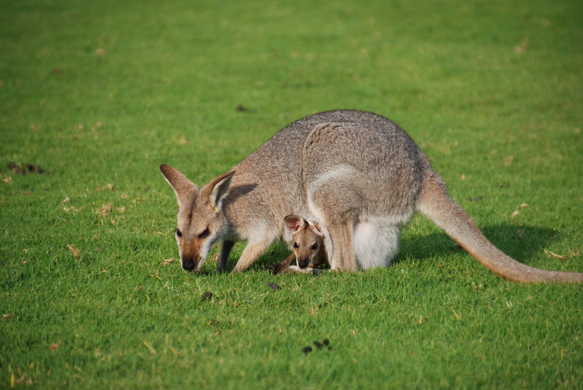 Saskia vertelt in haar nieuwste #blog over 3 bijzondere plekken aan de Australische oostkust. Geen massa’s toeristen, wel bijzondere natuur! Zie grasvelden vol wallaby’s, spot het vogelbekdier of ontdek Great Keppel Island! Lees haar blog! #australië askja.nl/blog/view/aust…