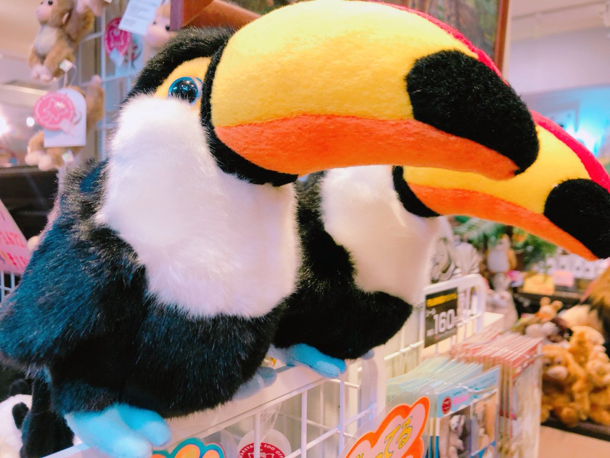 こんにちは！ 再入荷商品のご案内です😊 オオハシのぬいぐるみが再入荷