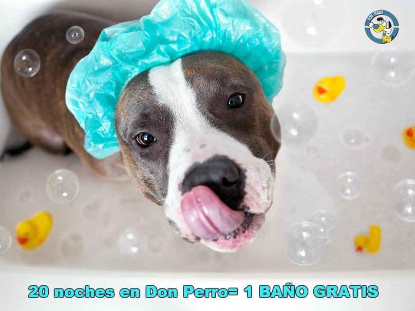 HotelDonPerro's tweet photo. Cada 20 noches que acumule tu perro de estancia en #DonPerro, le regalamos un baño 🐕🛁 https://t.co/8qtwSCOYVS