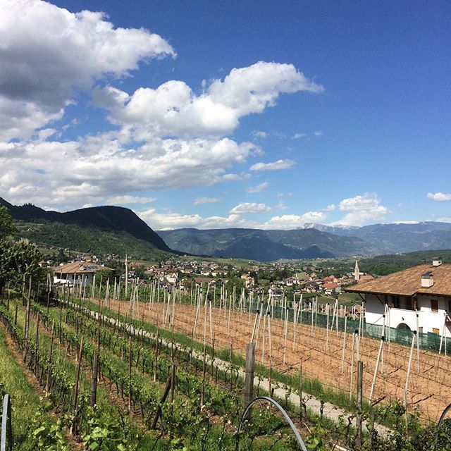 winemakeracadem's tweet photo. Some producer in Trentino grown up the vine plant up to 1200 meters above sea level. this is made possible thanks to the favorable temperature changes between night and day and the special selection of crossings of vines that resist these extreme conditi… https://t.co/cksjKDWFJS https://t.co/KSFksA5wtQ