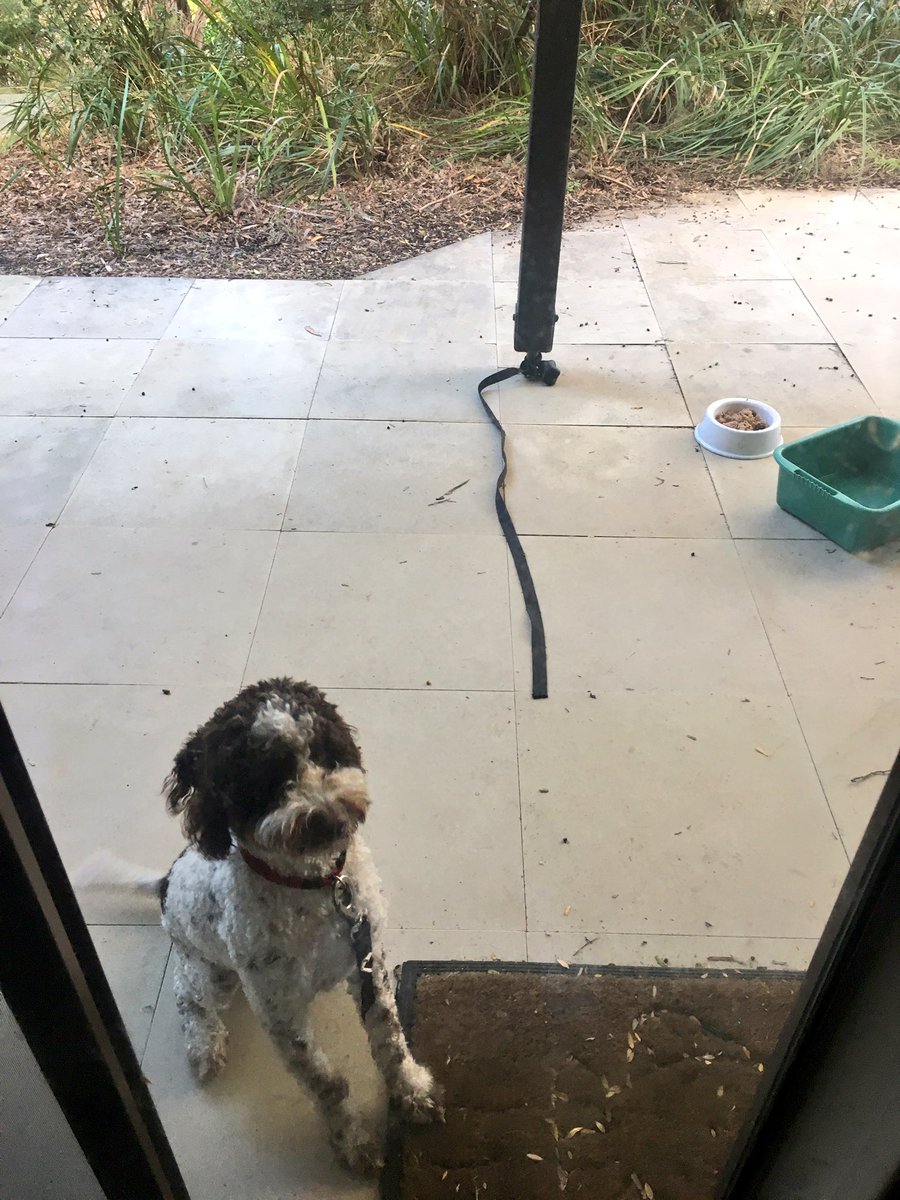 MiaHarrison97's tweet photo. I challenge anyone to find a naughtier dog https://t.co/DeNLkjHrfP