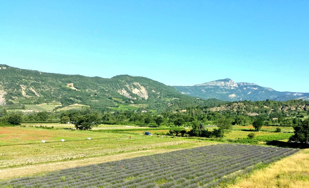 ParisTerrasse's tweet photo. I've never visited La Drôme in June so have missed the poppies in the fields. The red in the distance (on left) is a big field of them. Lavender is on the right. #travel #Stunning @ladrometourisme https://t.co/xMgEDqYNcN
