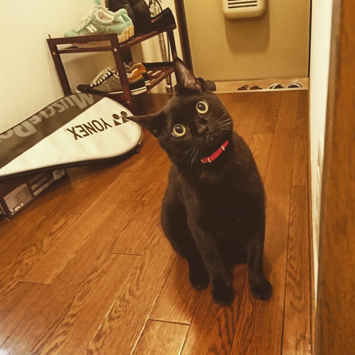 pet_kumamoto's tweet photo. mmmmmma36さんより

今朝の地震で猫が脱走しました。
黒猫で鍵尻尾、名前はコウです。
首輪は買い換え予定だったためつけていません、、
奈良市二名付近で黒猫を見られたかたはご一報下さると助かります。
#大阪地震 #迷い猫 #奈良市 #拡散希望 https://t.co/V9qSadWjFP