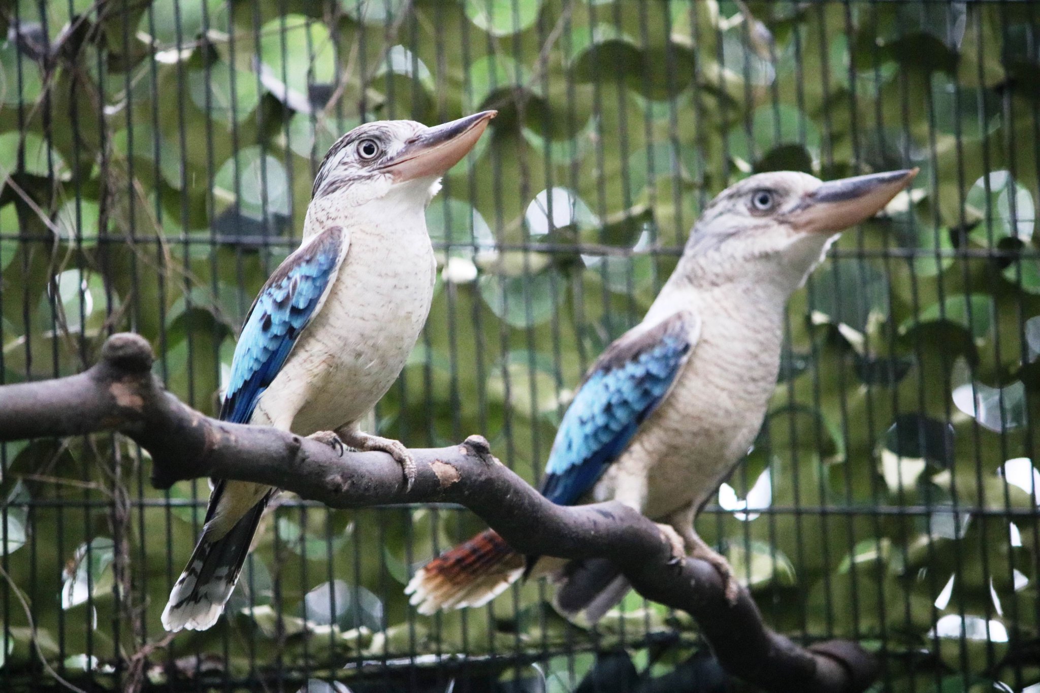 横浜市立金沢動物園【公式】 على X: 