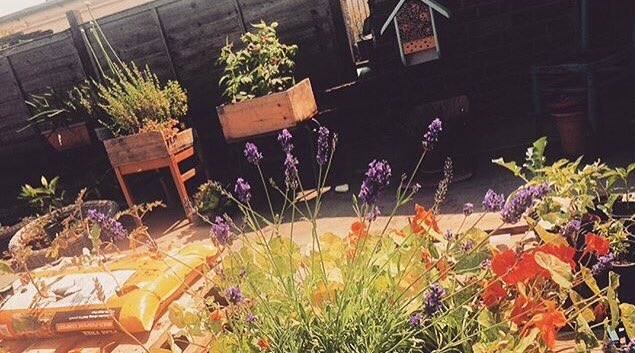 lhhg1990's tweet photo. Pollinator friendly city gardens for #PollinatorWeek !! ππ#London #garden #pollinator #savethebees #pollinatorweek2018 #bees #butterfly https://t.co/GuKxBjBR3W
